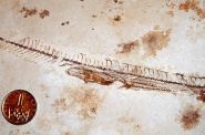 Fosilní ryba - detail břišní dutiny.